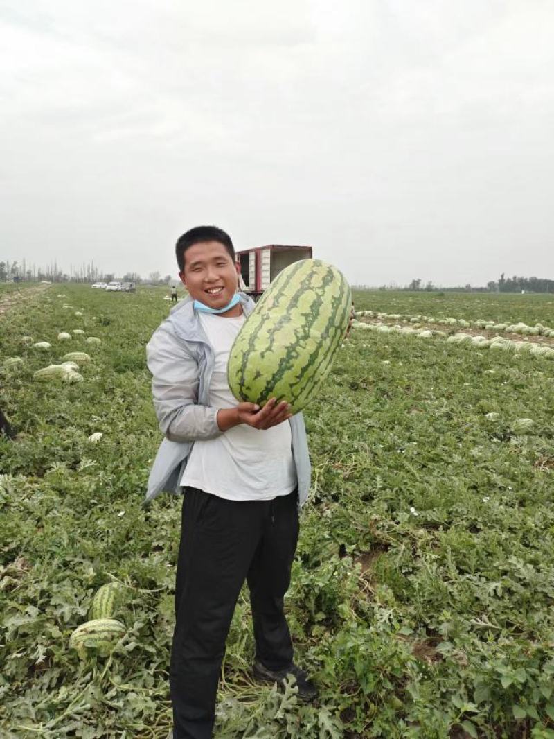 【推荐】精品金城5号西瓜，新疆西瓜昌吉产地，全国发货包熟
