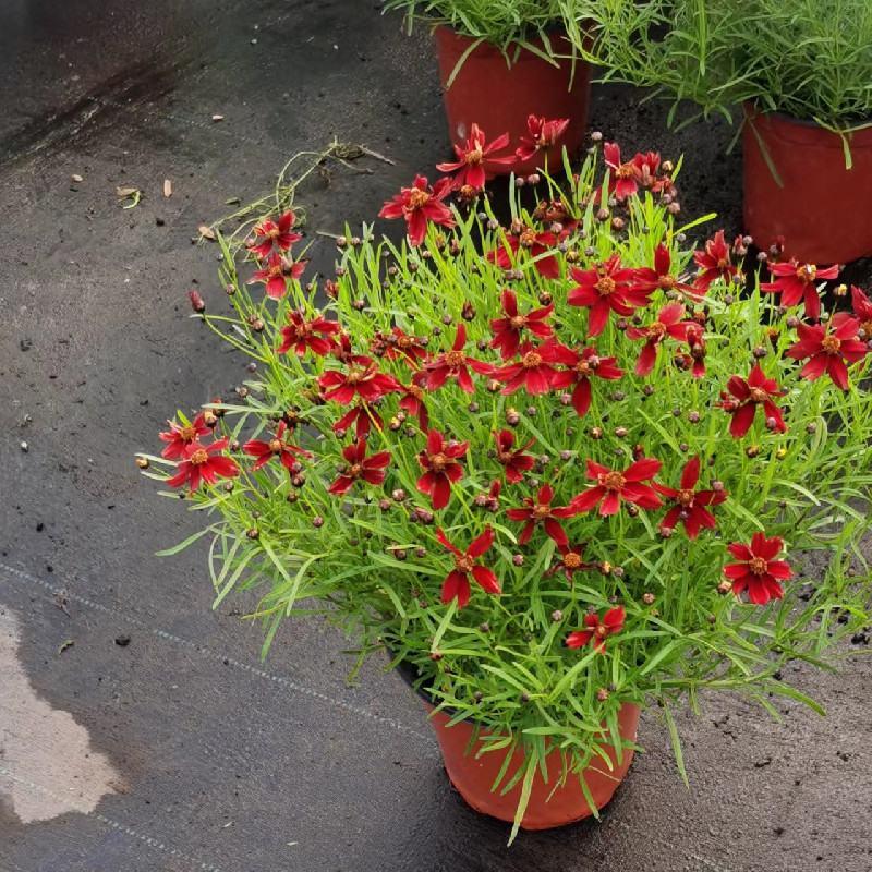 金鸡菊盆栽进口小花多年生耐热耐晒阳台庭院爆盆多花净化空气
