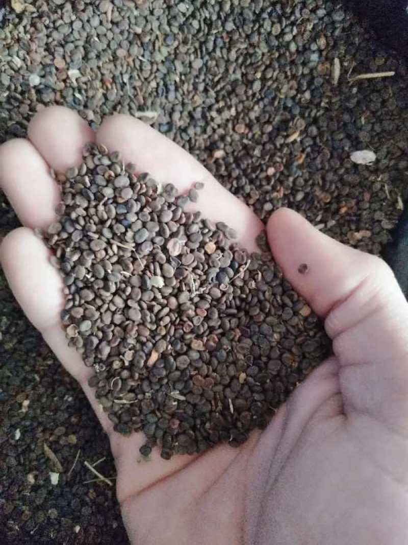 纯低杆黄芪籽新货黄芪种子甘肃黄芪籽