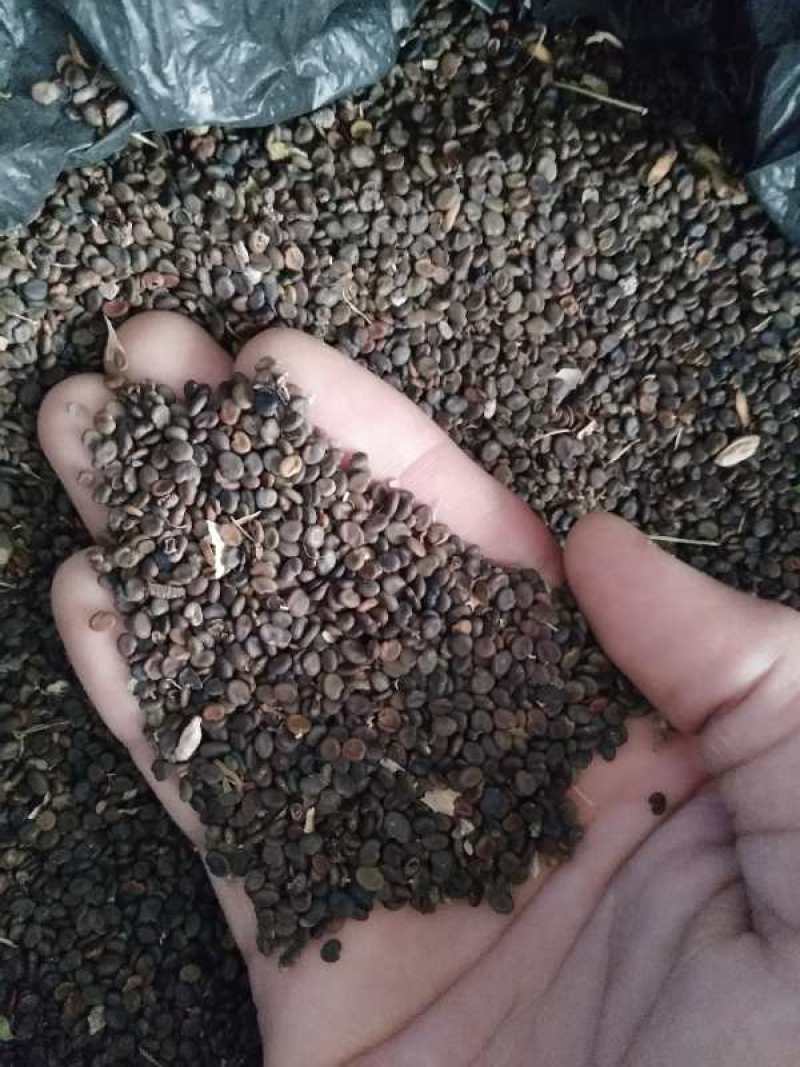 纯低杆黄芪籽新货黄芪种子甘肃黄芪籽