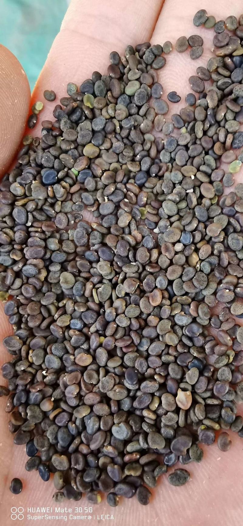 纯低杆黄芪籽新货黄芪种子甘肃黄芪籽