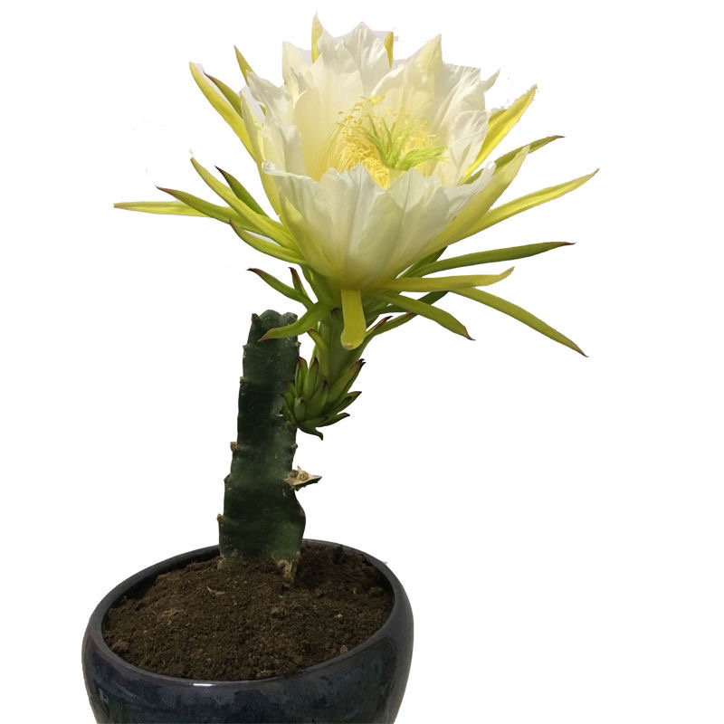 红心火龙果树苗南北方四季种植阳台庭院室内外种植当年结果