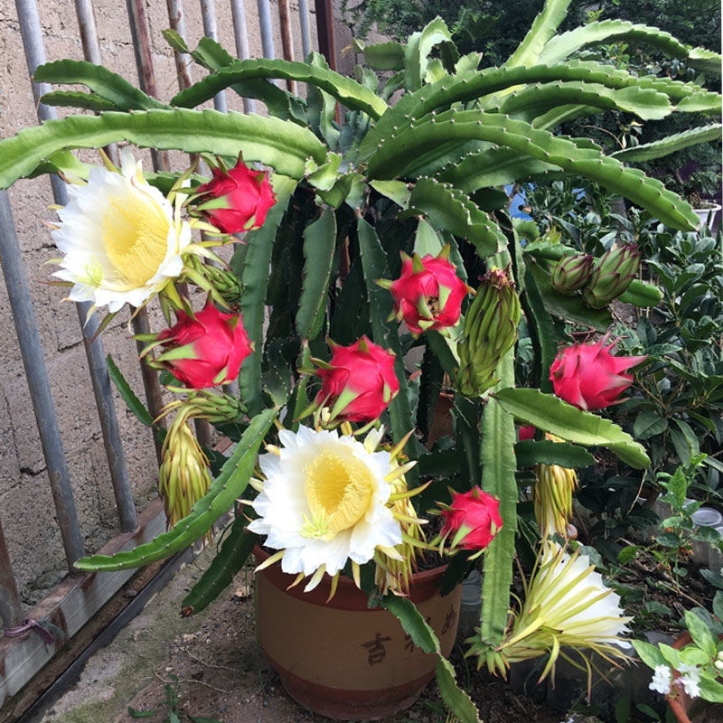 红心火龙果树苗南北方四季种植阳台庭院室内外种植当年结果