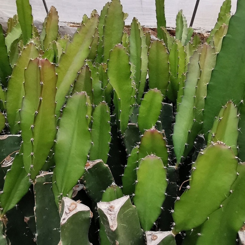 红心火龙果树苗南北方四季种植阳台庭院室内外种植当年结果