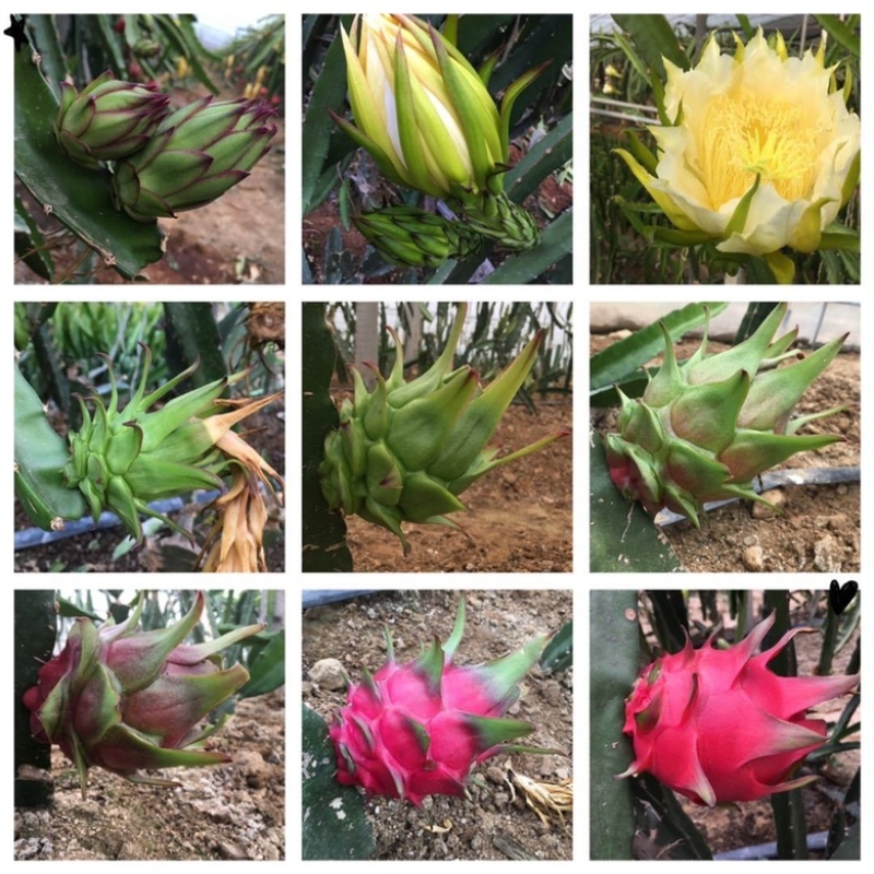 红心火龙果树苗南北方四季种植阳台庭院室内外种植当年结果