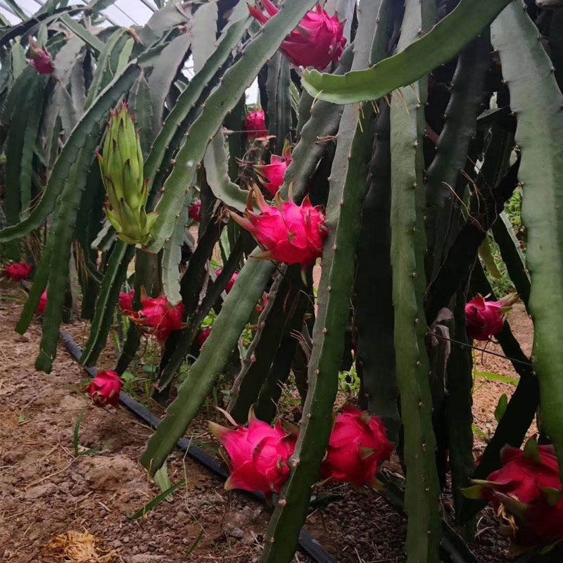 红心火龙果树苗南北方四季种植阳台庭院室内外种植当年结果