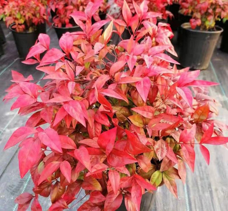 火焰南天竹绿植盆栽花卉四季变色易养耐寒多年生庭院盆景观叶
