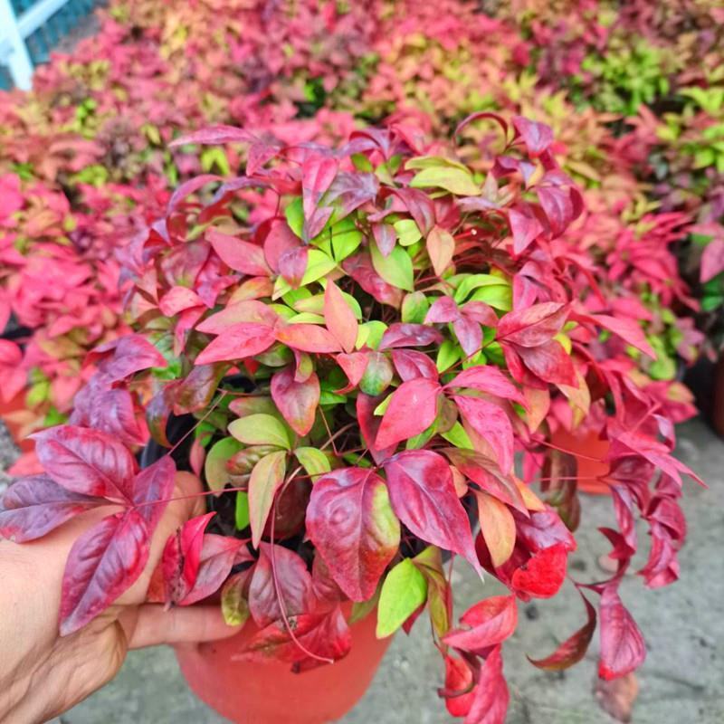 火焰南天竹绿植盆栽花卉四季变色易养耐寒多年生庭院盆景观叶