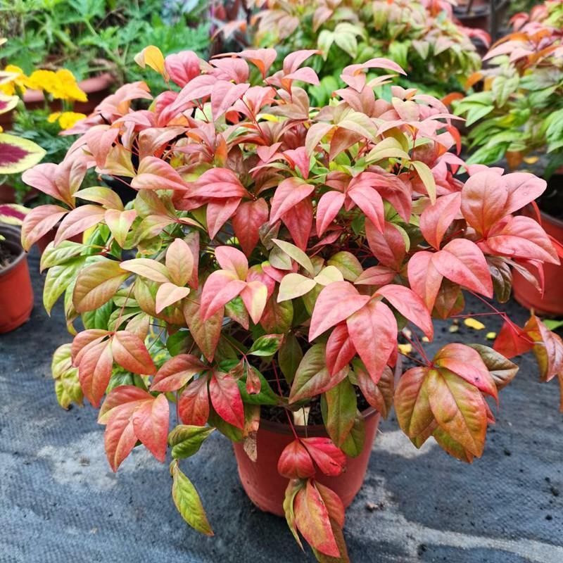 火焰南天竹绿植盆栽花卉四季变色易养耐寒多年生庭院盆景观叶