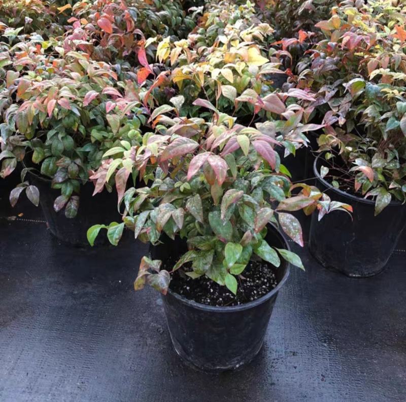 火焰南天竹绿植盆栽花卉四季变色易养耐寒多年生庭院盆景观叶