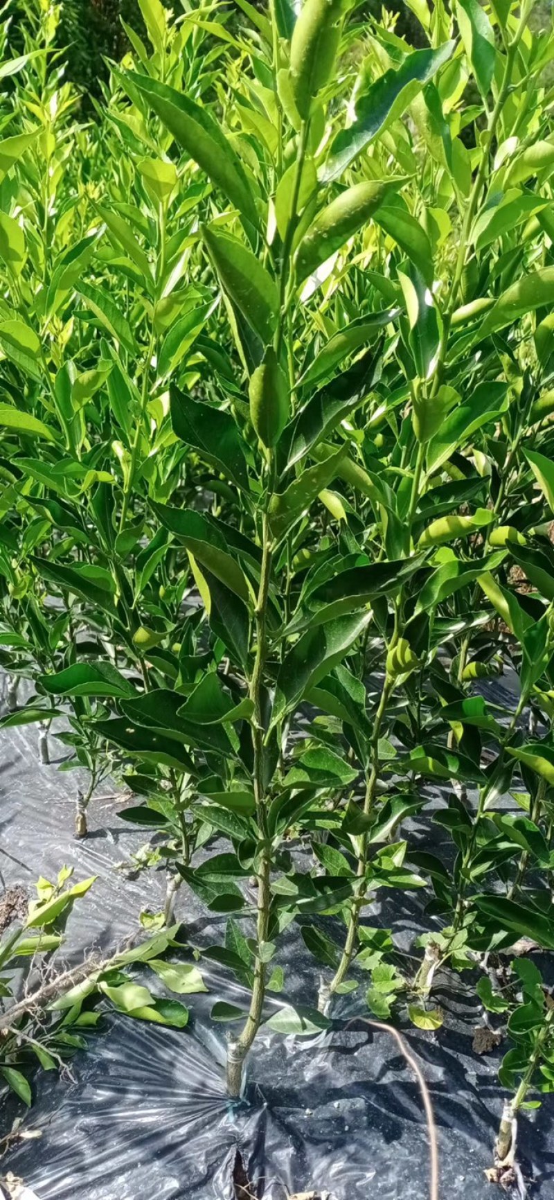正宗新会柑苗原枝柑驳柑苗陈皮柑苗