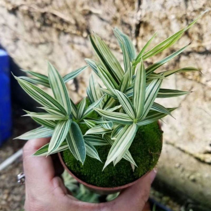 菲白竹熊猫竹迷你竹子微型绿植室内庭院盆栽植物竹子苗竹盆景