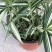 菲白竹熊猫竹迷你竹子微型绿植室内庭院盆栽植物竹子苗竹盆景