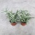 菲白竹熊猫竹迷你竹子微型绿植室内庭院盆栽植物竹子苗竹盆景