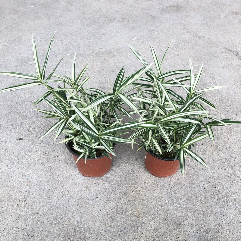 菲白竹熊猫竹迷你竹子微型绿植室内庭院盆栽植物竹子苗竹盆景