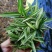 菲白竹熊猫竹迷你竹子微型绿植室内庭院盆栽植物竹子苗竹盆景