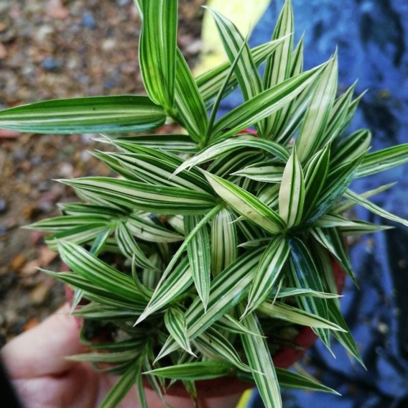 菲白竹熊猫竹迷你竹子微型绿植室内庭院盆栽植物竹子苗竹盆景