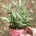 菲白竹熊猫竹迷你竹子微型绿植室内庭院盆栽植物竹子苗竹盆景
