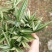 菲白竹熊猫竹迷你竹子微型绿植室内庭院盆栽植物竹子苗竹盆景