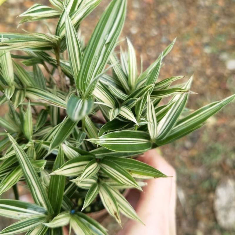 菲白竹熊猫竹迷你竹子微型绿植室内庭院盆栽植物竹子苗竹盆景
