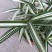 菲白竹熊猫竹迷你竹子微型绿植室内庭院盆栽植物竹子苗竹盆景