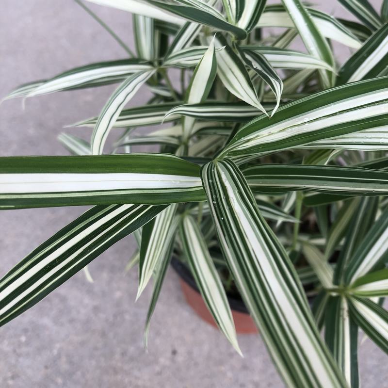 菲白竹熊猫竹迷你竹子微型绿植室内庭院盆栽植物竹子苗竹盆景