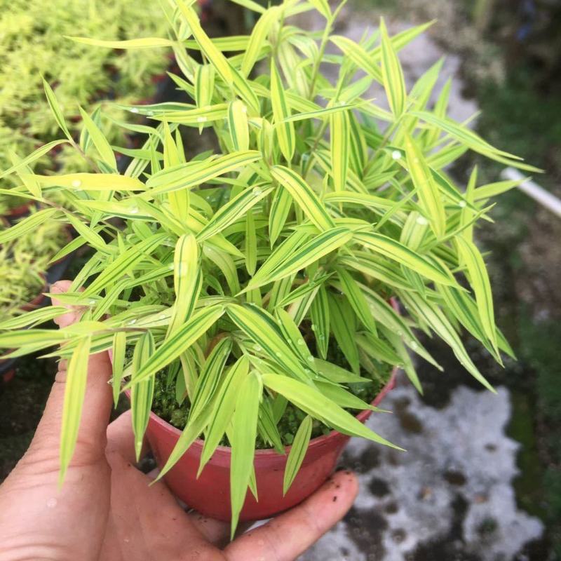 阳光竹黄金姬翠竹室内绿植迷你小竹子苗竹盆栽景竹