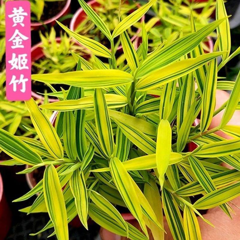 阳光竹黄金姬翠竹室内绿植迷你小竹子苗竹盆栽景竹
