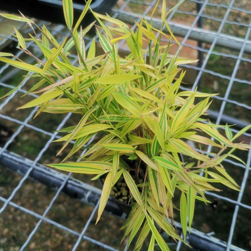 阳光竹黄金姬翠竹室内绿植迷你小竹子苗竹盆栽景竹