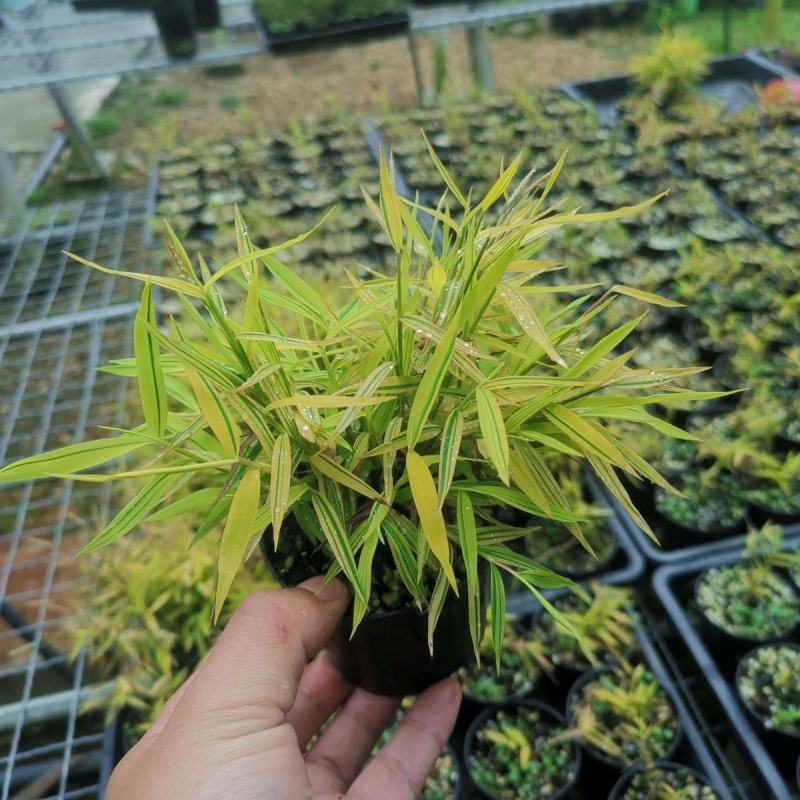 阳光竹黄金姬翠竹室内绿植迷你小竹子苗竹盆栽景竹