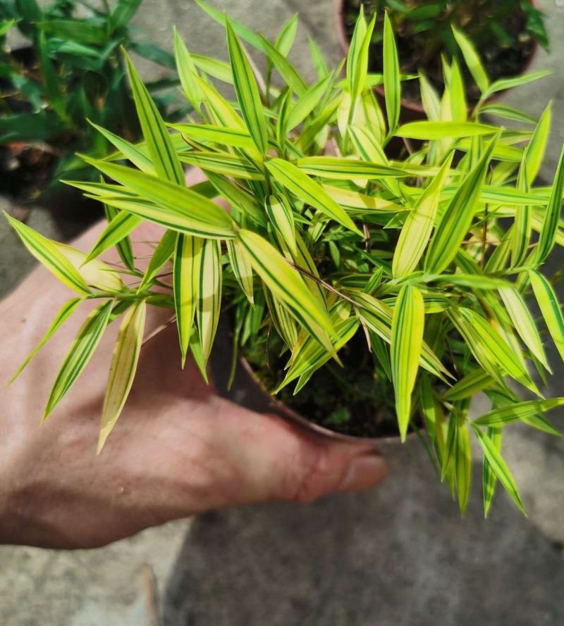 阳光竹黄金姬翠竹室内绿植迷你小竹子苗竹盆栽景竹