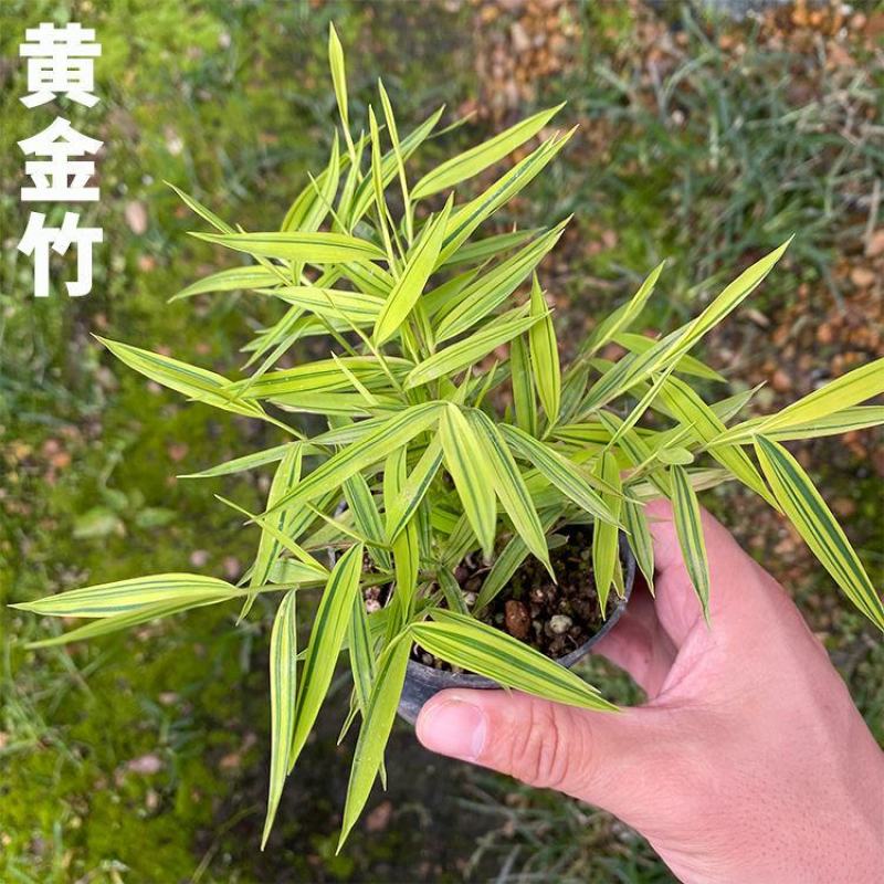 阳光竹黄金姬翠竹室内绿植迷你小竹子苗竹盆栽景竹