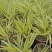 日本花叶箱根草观赏草亮黄金色的叶色匍匐喷泉多年生宿根