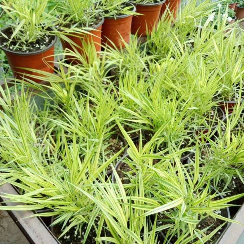 日本花叶箱根草观赏草亮黄金色的叶色匍匐喷泉多年生宿根