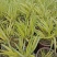 日本花叶箱根草观赏草亮黄金色的叶色匍匐喷泉多年生宿根