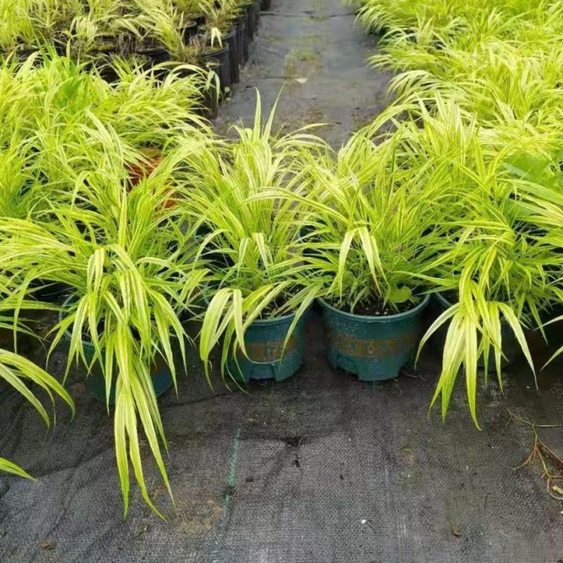日本花叶箱根草观赏草亮黄金色的叶色匍匐喷泉多年生宿根