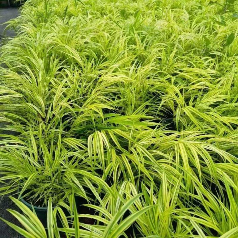 日本花叶箱根草观赏草亮黄金色的叶色匍匐喷泉多年生宿根