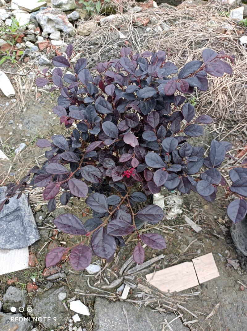 红继木红继木便宜到没法便宜的红继木