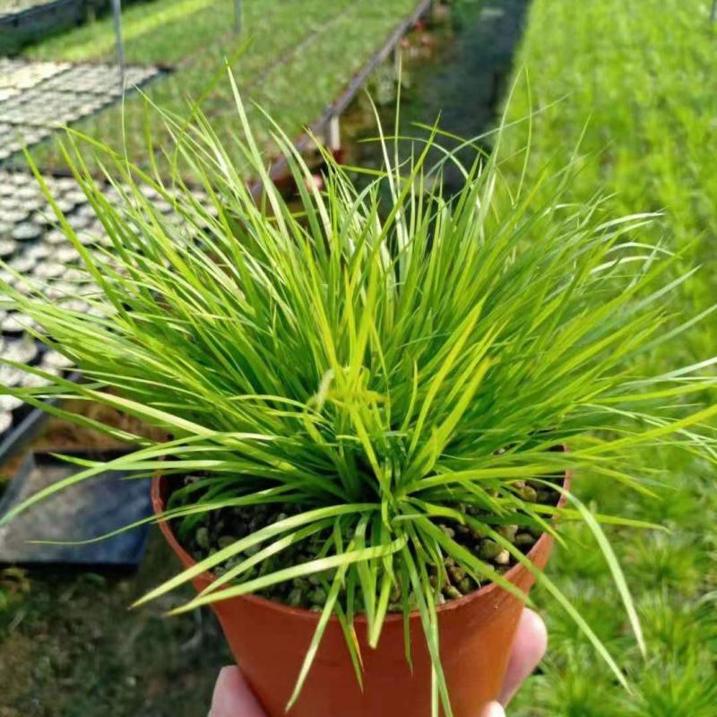 菖蒲盆景家居镇宅盆栽山水造景盆栽菖蒲苗苔藓球可爱室内客厅