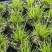 菖蒲盆景家居镇宅盆栽山水造景盆栽菖蒲苗苔藓球可爱室内客厅