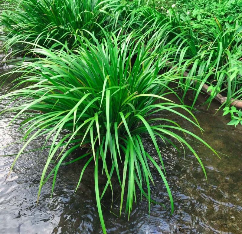 菖蒲盆景家居镇宅盆栽山水造景盆栽菖蒲苗苔藓球可爱室内客厅