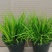 菖蒲盆景家居镇宅盆栽山水造景盆栽菖蒲苗苔藓球可爱室内客厅