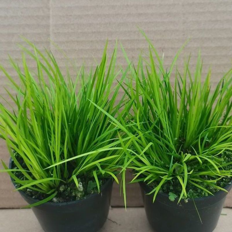 菖蒲盆景家居镇宅盆栽山水造景盆栽菖蒲苗苔藓球可爱室内客厅