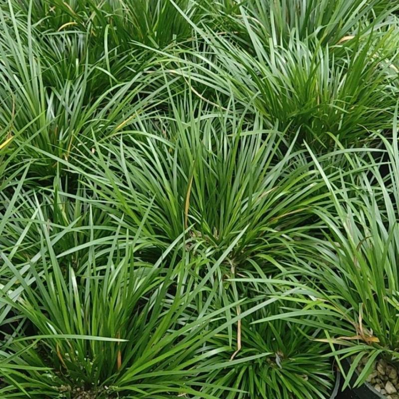 菖蒲盆景家居镇宅盆栽山水造景盆栽菖蒲苗苔藓球可爱室内客厅