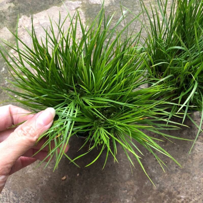 菖蒲盆景家居镇宅盆栽山水造景盆栽菖蒲苗苔藓球可爱室内客厅