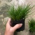 菖蒲盆景家居镇宅盆栽山水造景盆栽菖蒲苗苔藓球可爱室内客厅