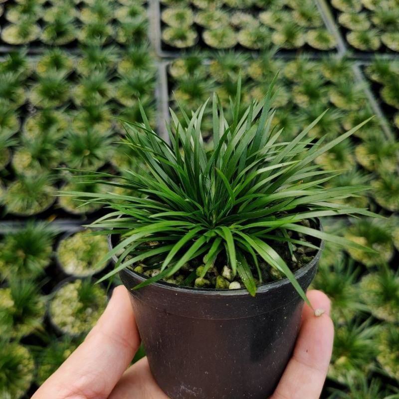 菖蒲盆景家居镇宅盆栽山水造景盆栽菖蒲苗苔藓球可爱室内客厅
