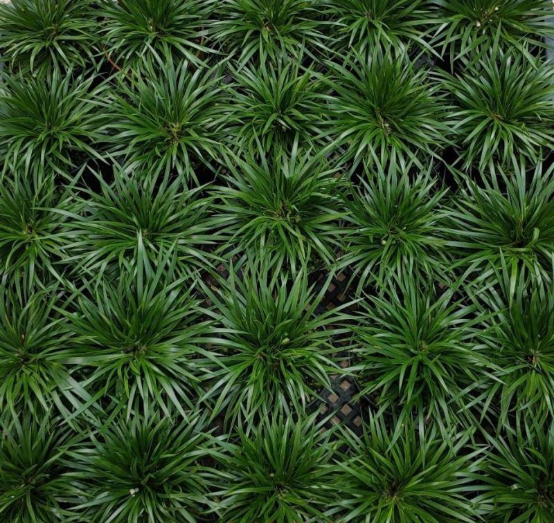 菖蒲盆景家居镇宅盆栽山水造景盆栽菖蒲苗苔藓球可爱室内客厅