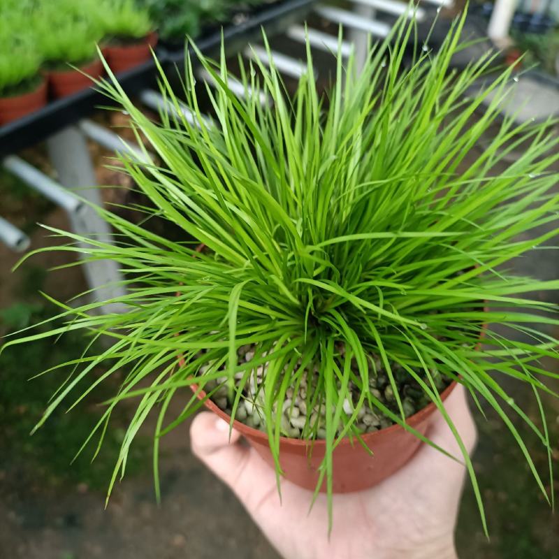 菖蒲盆景家居镇宅盆栽山水造景盆栽菖蒲苗苔藓球可爱室内客厅