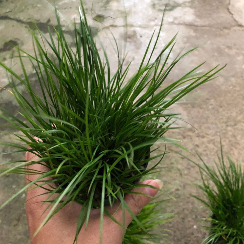 菖蒲盆景家居镇宅盆栽山水造景盆栽菖蒲苗苔藓球可爱室内客厅
